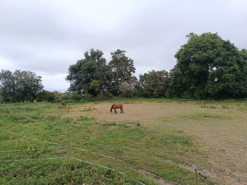 lieu avec chevaux pour shooting