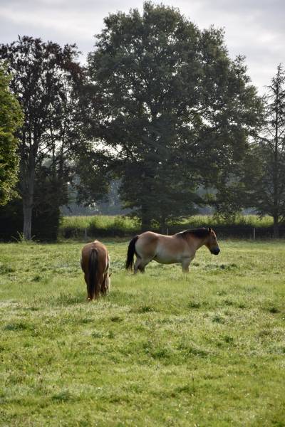 lieu avec chevaux pour tournage paris
