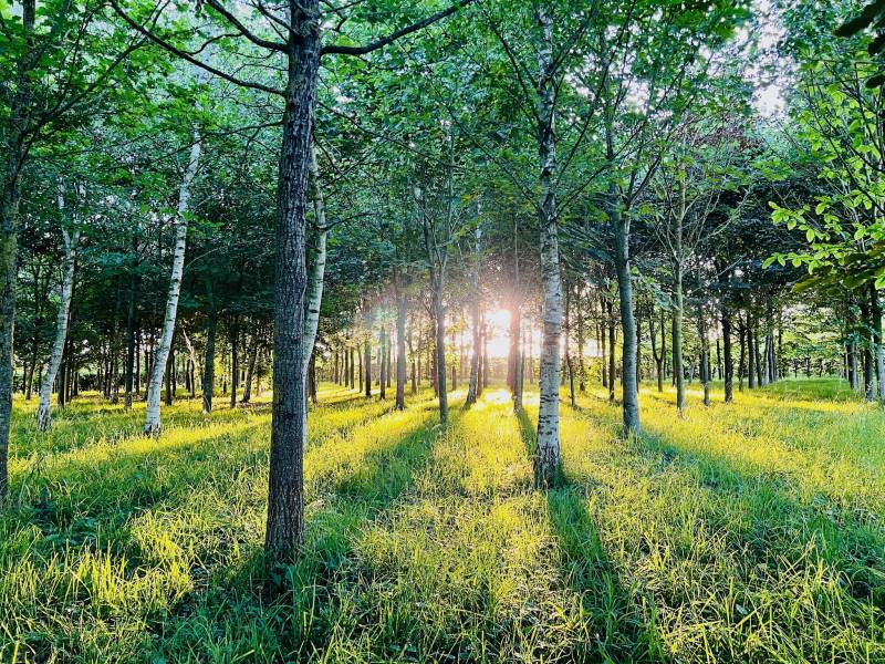 maison en location shooting lille